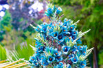 15 Sapphire Tower Seeds for Planting - Rare Flowering Cactus - PUYA Seeds