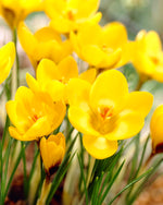 Yellow Crocus Bulbs for Planting - Beautiful Yellow Spring Blooms Usher in The Prosperous Season to Come