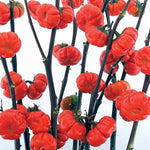 Pumpkin on a Stick Eggplant Seeds for Planting (10 Seeds)