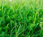 No-Till Garden Farm and Garden Cover Crop Mix Seeds - Blend of Gardening Cover Crop Seeds: Hairy Vetch, Daikon Radish, Forage Collards, Triticale, More