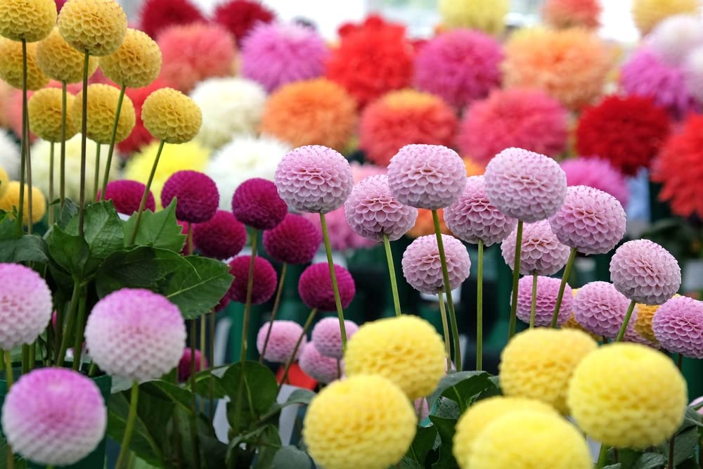 Dahlia Pom Pom Seeds for Planting - 100+ Seeds - Mixed Color Pom Pom Dahlia Seeds