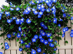 Blue Morning Glory Climbing Vine Seeds for Planting | Beautiful Flowering Vine (100 Seeds)