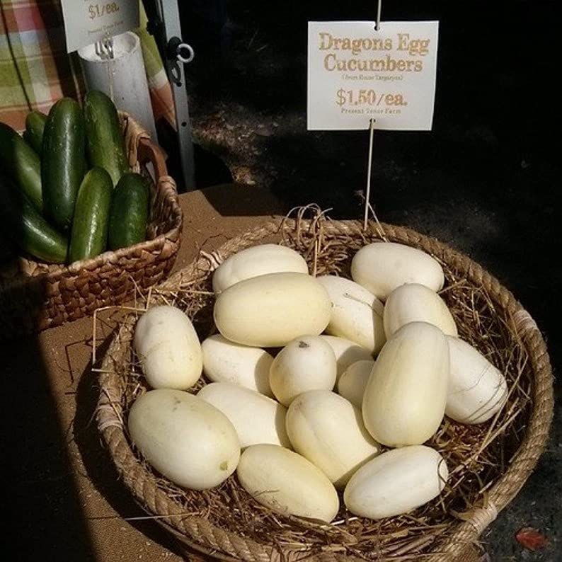 Dragon Eggs Seeds for Planting - 30 Seeds - Grow Delicious White Cucumbers