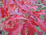 Scarlet Oak Tree Seeds for Planting | Scarlet Oak is Prized for Attractive Look and Wood