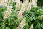 Sweet Pepper Bush Seeds for Planting (50 Seeds) - Blooming Shrub, Great for Pollinators - Clethra alnifolia