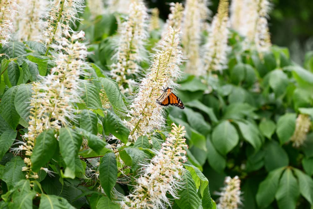 Sweet Pepper Bush Seeds for Planting (50 Seeds) - Blooming Shrub, Great for Pollinators - Clethra alnifolia