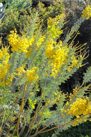 30 Knife-Leaf Wattle Bush Seeds for Planting - Knife Acacia, Acacia cultriformis