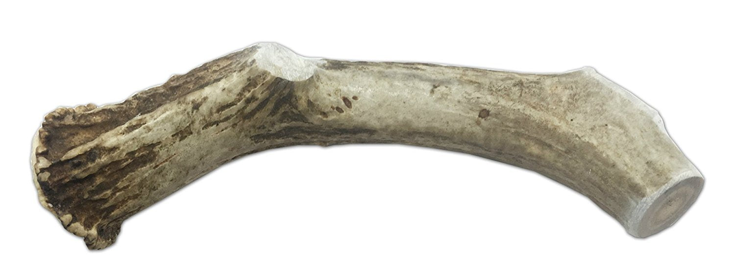 CZ Grain XXL JUMBO Deer Antler for Dogs, for The BIG CHEWER - Premium Grade A Deer Antler Dog Chew - Long Lasting Dog Treat for Your Pet. MADE in USA