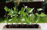 10 Yams Slips for Planting - Yellow Murasaki Sweet Potato Slips
