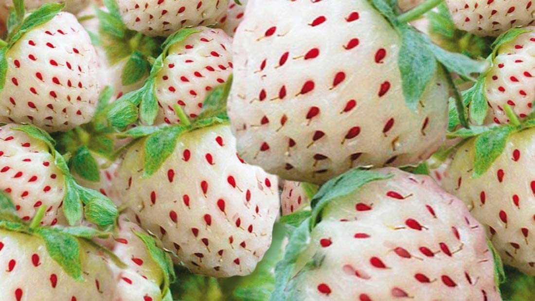 Double The Color Strawberry Duo Packet - 100 Red Straberry Seeds + 100 White Strawberry Seeds to Plant