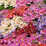 Butterfly Flower Seeds - Angel Wings Mix Seeds for Planting (30 Seeds)
