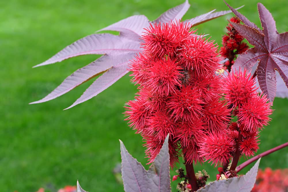 Palm of Christ Seeds - 10 Castor Bean Plant Seeds for Planting - Ricinus communis