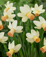 Carice Mini Daffodil Bulbs for Planting, Beautiful White and Pink Blooms