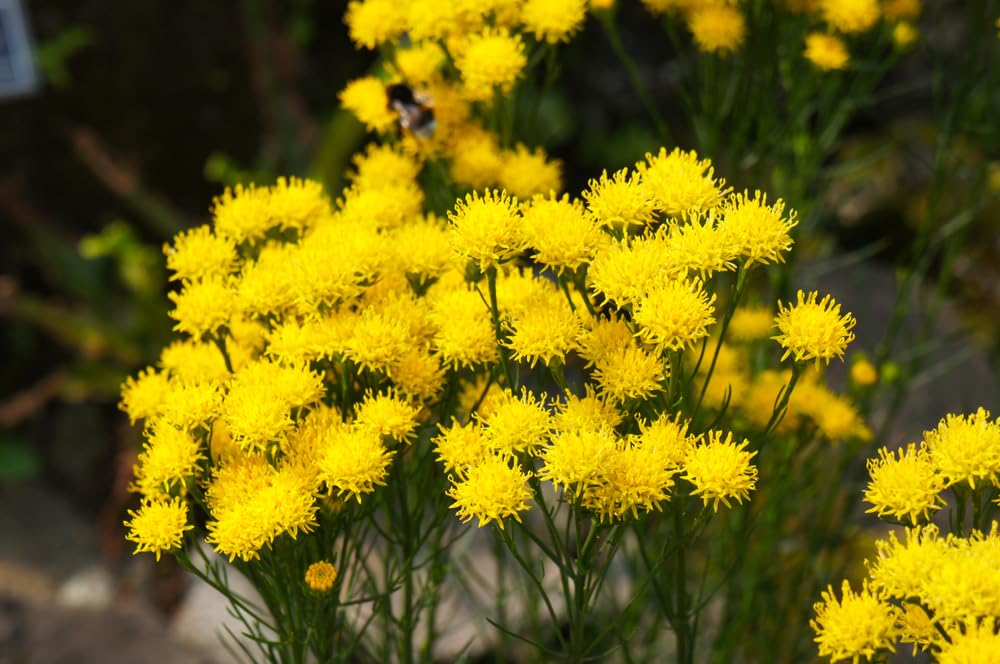 20 Goldilocks Aster Flower Seeds for Planting - Aster linosyris, Starwort