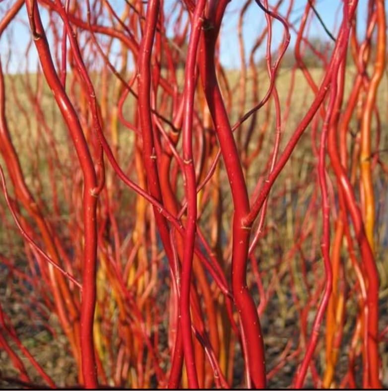 Scarlet Curly Willow Tree Cuttings - Very Rare Real Scarlet Curls Willow - 2 Cuttings