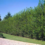 Aussie Willow Trees for Planting - Popular Fast Growing Privacy Tree or Wind and Sound Barrier