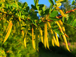 Siberian Peashrub Seeds for Planting (30 Seeds) Attractive Bush That Blooms Flowers and Pea Pods - Caragana arborescens