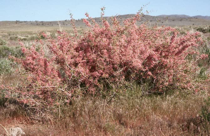 Desert Peach Bush Seeds for Planting (5 Seeds) - Prunus andersonii