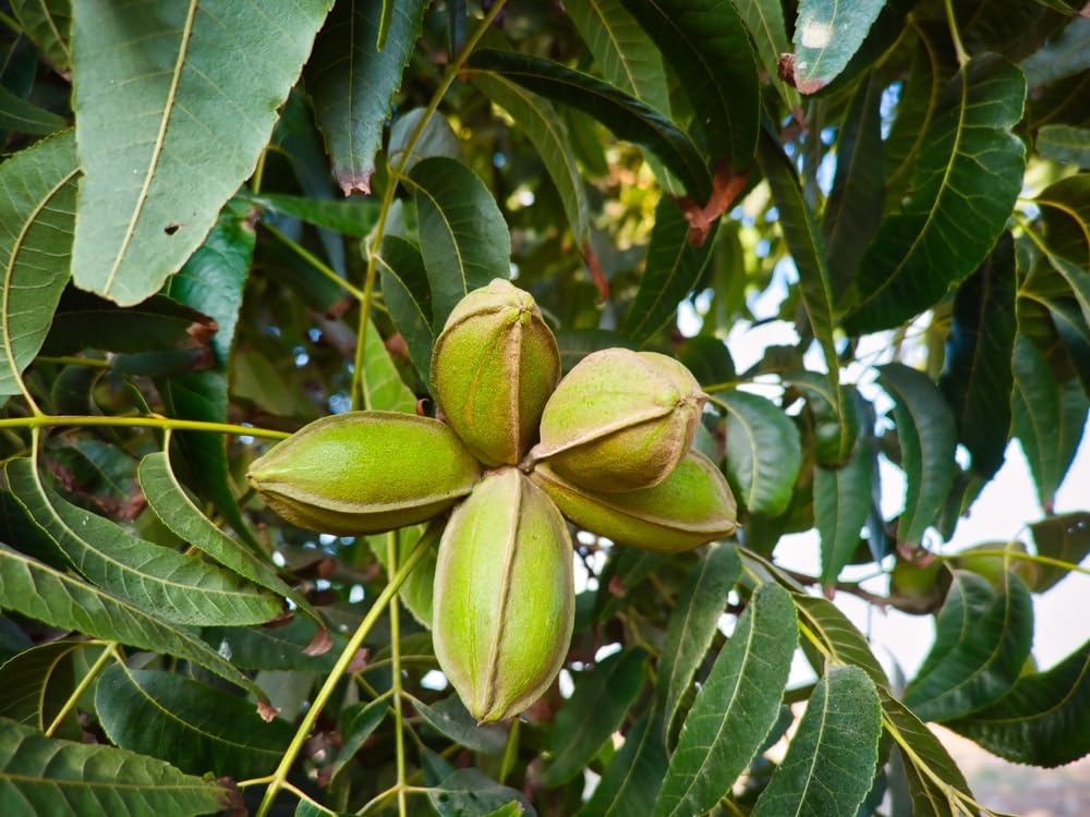 Northern Pecan Trees for Planting | Live Seedlings | No Ship to California (10 Trees)