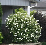 White Rose Mallow Bush Seedlings - Healthy and Well Rooted (1 Seedling)