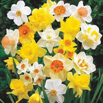 Large Flowering Mix Daffodil Bulbs for Planting, Stunning Perennial Flower Bulbs, Borders, Garden, Landscaping, Bulb Size 12/14 cm, Large Flowering Daffs