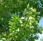 30 Arizona Ash Tree Seeds for Planting - Fraxinus Velutina