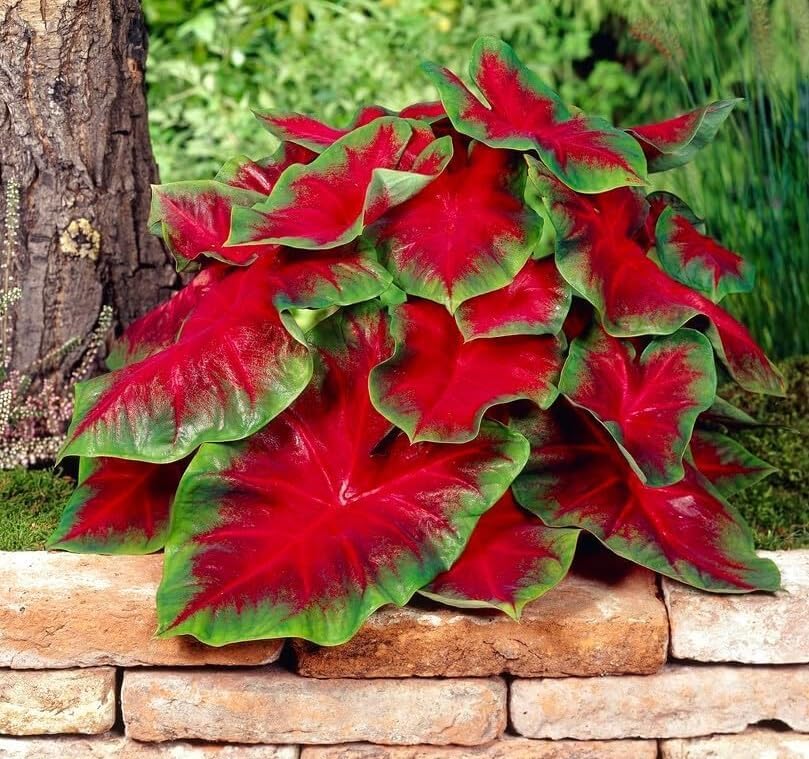 2 Florida Cardinal Caladium Bulbs for Planting - Perennial Hosta, Elephant Ears, Fancy (2 Bulbs)