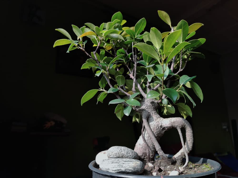 Weeping Fig Bonsai Tree Seeds -25 Seeds - Ficus benjamina, Excellent Indoor Plant - Money Plant Seeds