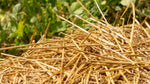 12 Pounds 100% Natural Wheat Straw for Animal Bedding, Garden Mulch, Compost & Fertilizer, and Grass Cover (12 Lbs)