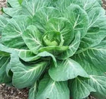 Collard Green Seeds for Planting - Fresh Georgia Collard Seeds - Hi Yield and Great Taste