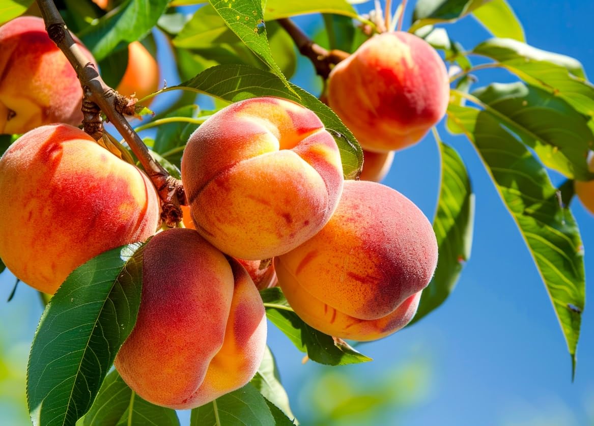 5 Peach Tree Seeds for Planting - Easy to Grow, Flowers in The Spring, Fruits in The Summer - 5 Large Seeds to Grow
