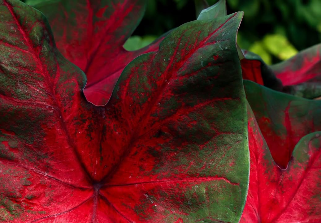 10 Dragon Heart Caladium Bulbs for Planting - Perennial Hosta, Elephant Ears, Fancy (10 Bulbs)