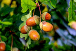 Pin Oak Trees for Planting | Live Tree Seedlings | No Ship to California