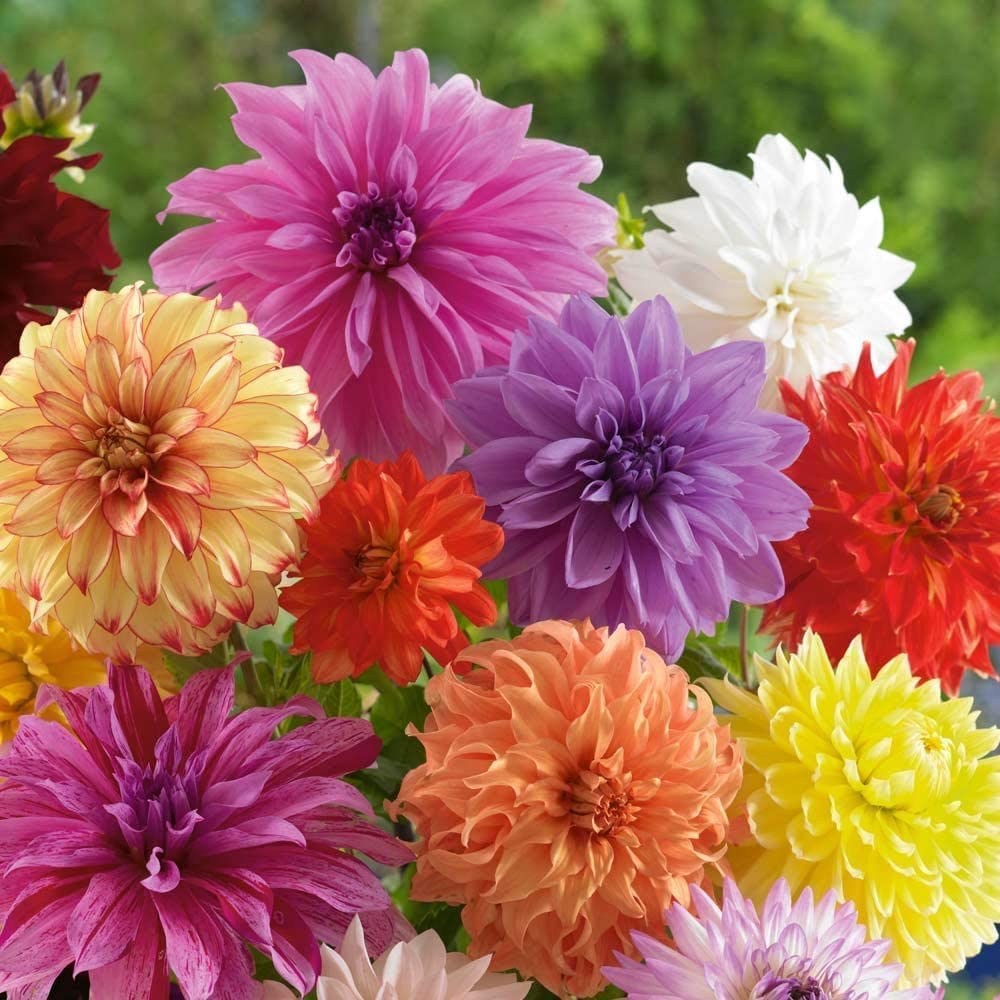 Delightful Dahlia Flower Bulb Mix - Huge Exotic Showy Blooms - Assorted Colors - Ships from USA
