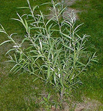 Dozen Jumbo Hybrid Willow Tree Cuttings - Much Thicker Root Stock - Approx 10 inches Tall, 5/8 in- 1+ Inch Thick Root Stock - Fast Privacy Shade Trees - Grows Fastest