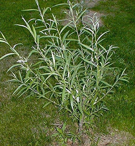 Dozen Jumbo Hybrid Willow Tree Cuttings - Much Thicker Root Stock - Approx 10 inches Tall, 5/8 in- 1+ Inch Thick Root Stock - Fast Privacy Shade Trees - Grows Fastest