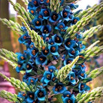 Blue Sapphire Tower Plant Seeds (Puya alpestris) 10+Seeds