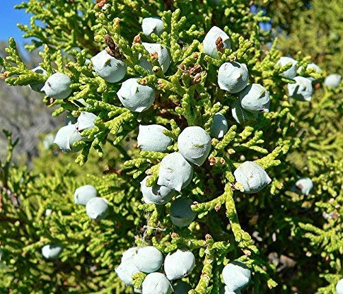 Eastern Red cedar, Juniperus virginiana, Tree Seeds (Hardy Fragrant Evergreen) (30)