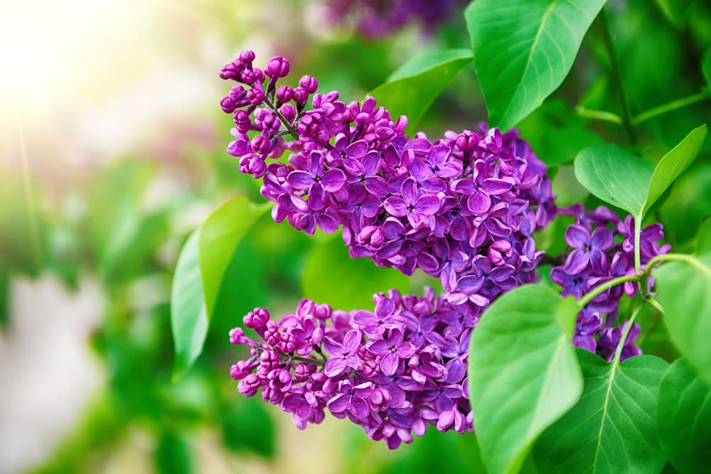 30 Purple Lilac Bonsai Seeds - Grow Stunning Purple Blooming Bonsai Tree