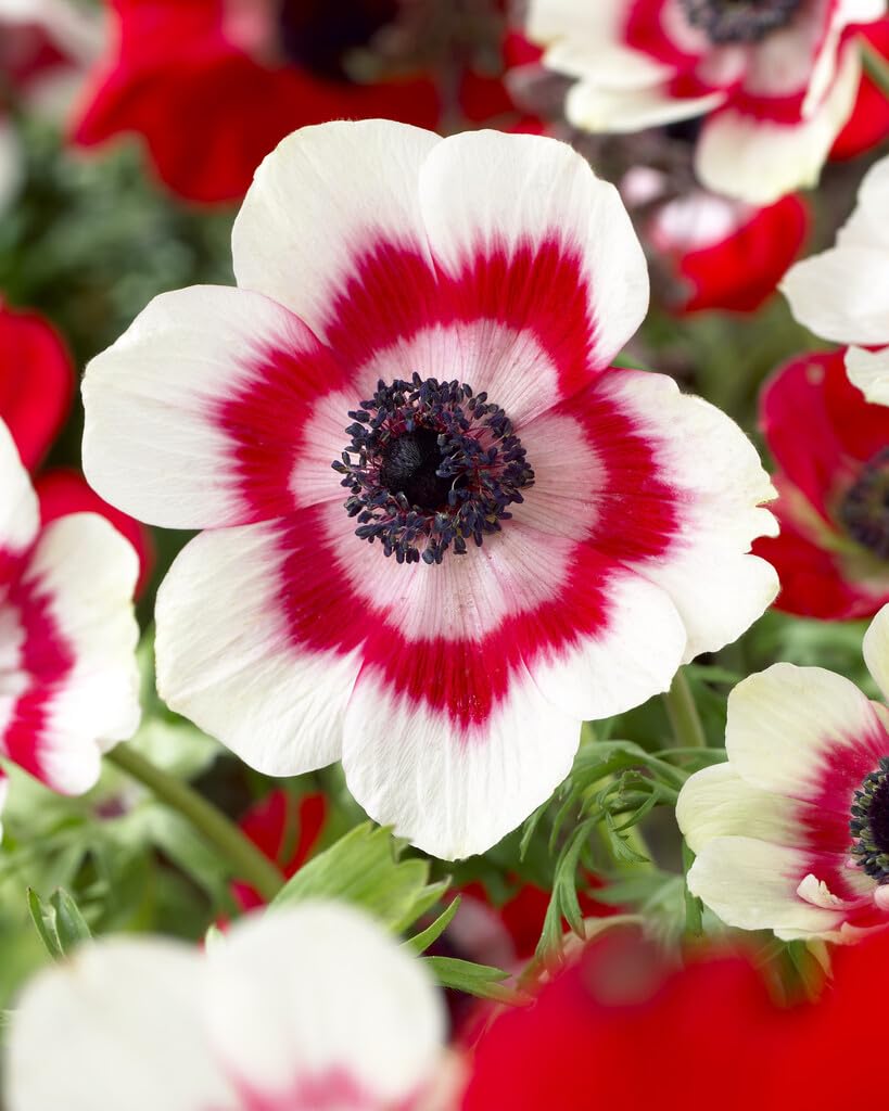Duet Anemone Bulbs for Planting - Easy to Grow Perennial Flower Bulbs - Colorful Spring Flowers
