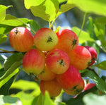 Crabapple Tree Seedling for Planting - Grow a Fruit Tree (One Healthy Seedling)