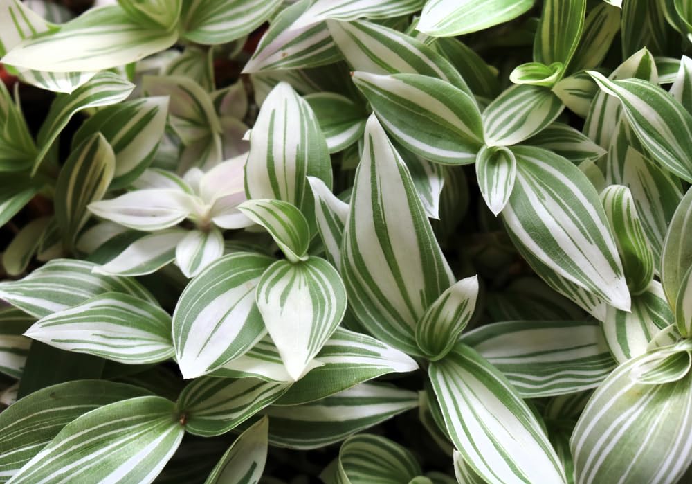 5 Tradescantia Spiderwort Cuttings to Grow - Green and White - Easy to Grow Wandering Jew
