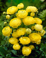 Yellow Ranunculus Bulbs for Planting - Stunning Color and Long Lasting Blooms, Easy to Grow