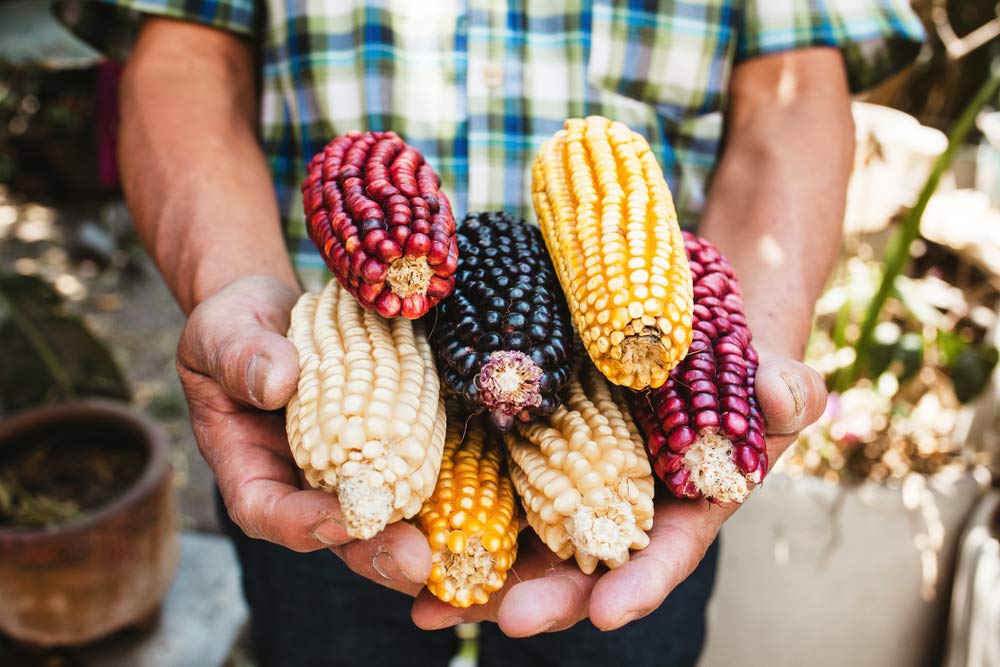 Exotic Maize Mix - 30 Seeds to Plant - Blue, Red, White, Yellow. Rainbow Colors. A Truly Exotic Mix of Seeds