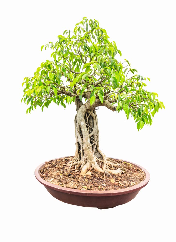 Weeping Fig Bonsai Tree Seeds -25 Seeds - Ficus benjamina, Excellent Indoor Plant - Money Plant Seeds
