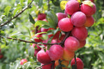 Plum Tree Seeds for Planting - 10 Seeds of Prunus americana - Made in USA, Ships from Iowa - Popular Outdoor Tree or Bonsai