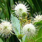 Buttonbush Tree Plant (Cephalanthus Occidentalis), 2-3 Ft Tall Live Plant Shrub