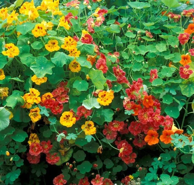 Dwarf Jewel Mix Nasturtium for Planting - Attractive Mixed Color Blooming Vine -