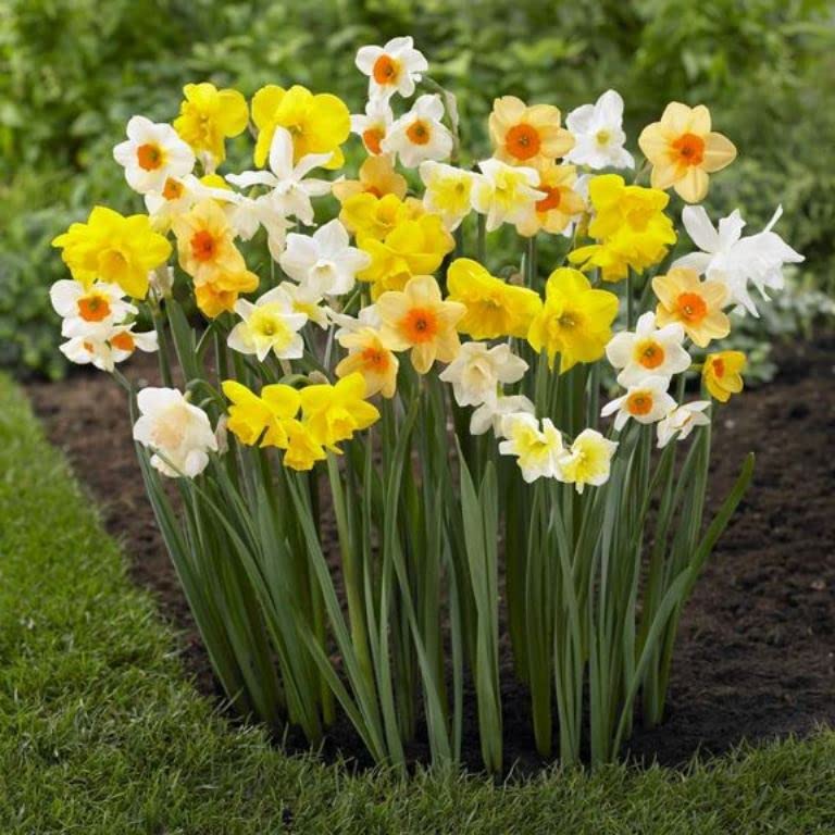 Daffodil Bulbs- Fragrant Mix, Large Bulb Size! 14-16 cm, Perennial,