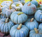 Jarrahdale Blue Pumpkin Seeds | 10 Seeds per Packet | Blue Jarrahdale Pumpkin Seeds